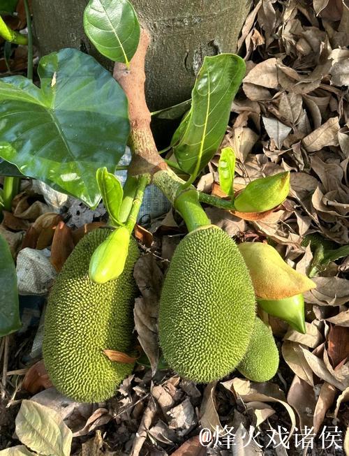 菠萝蜜视频在线观看1