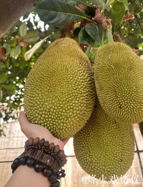 菠萝蜜视频在线观看1